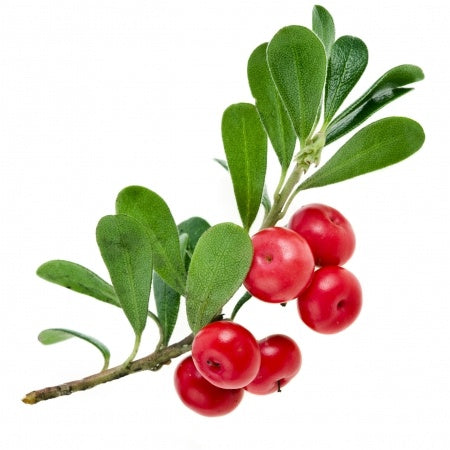 Caj Uva Ursi - Rrush ariu Gerdeci (Uvaeurs folium)